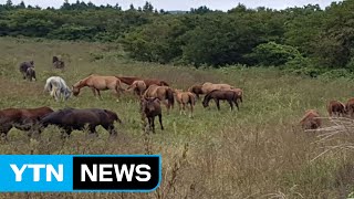 3개월 前 한라산 말 20마리 실종사건...오늘 찾았다 / YTN (Yes! Top News)