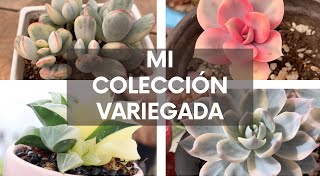 ¿Qué es la variegación (variegata) en las suculentas? Y mi colección de ellas