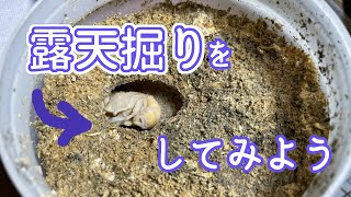 露天掘りをしてみよう！【亜雄晴のクワカブ飼育記】