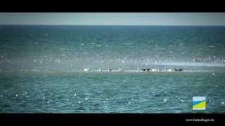 UNESCO Weltnaturerbe Wattenmeer Butjadingen