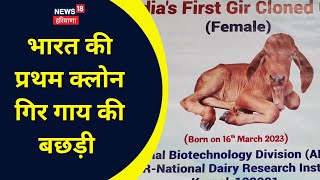 Karnal Cow Cloning | मिलिए भारत की पहली गिर क्लोन बछड़ी ‘गंगा’ से। News18 Haryana