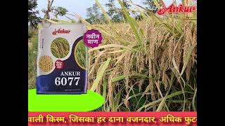 Ankur HY 6077 Paddy 115 to 125 days