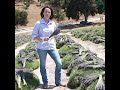 How is Lavender Grown and Picked on a Farm?