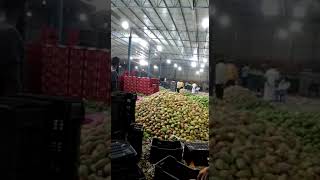 #mango Karnataka srinivaspur