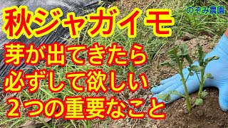 【秋ジャガイモ】発芽したら絶対にして欲しい２つのこと。これをしないとイモが大きくなりません。