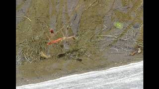 Egg-laying Behaviour of Japanese Banded Darter Dragonfly 240fps