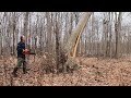 Felling a Tree Gone Wrong