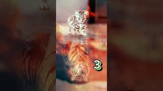 when the mother of the children's joint is nearby🧑‍🍼🦁🐯🐱#animals#cat shorts#cat videos.