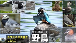 野鳥撮影　カワセミの羽繕いが意外な結末に　兵庫県・北播磨