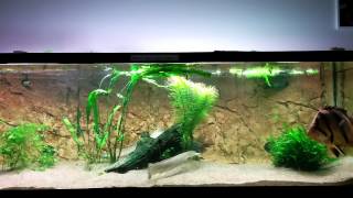 Short feeding video 960L