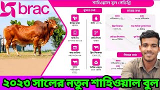 হাই মেরিটের ১০০% শাহিওয়াল বুল ব্র্যাকের🐂💙💜100% Sahiwal Import bull from india💙Special Sahiwal bull