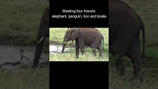 Elephant, penguin, lion, and koala in video. Enjoy watching!