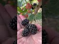 mulberry fruit picking fruitpicking 現採水果 歡樂農場