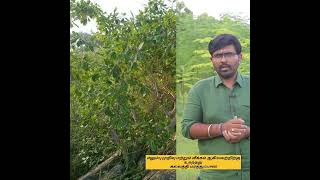 நாள்-18-கல்லத்தி மரம்!Day-18-Kalathee tree! கல்லுக்குள் ஈரம் அதில் வளரும் Specialist -கல்லத்தி மரம்