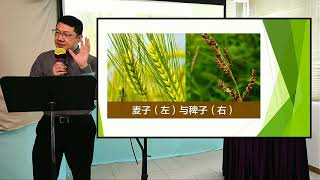 20200614 基慧堂証道《麥子與稗子的比喻》黃慶深牧師