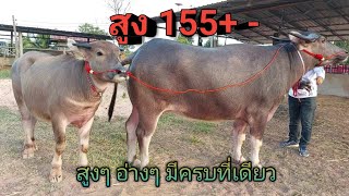 ขายควายยกคอก อ่างๆ ใหญ่ๆ  สูง 155+- ท้องด้วยนะ