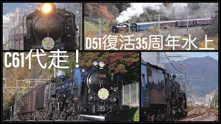 【D51復活35周年水上】C61-20代走！？ 紅葉の上越線！　[JR EAST　Joetsu-line] Steam locomotive Class C61−20 in autumn leaves