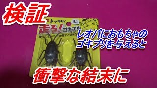 検証！炎上覚悟！レオパはおもちゃのゴキブリと本物のゴキブリが区別できるか説