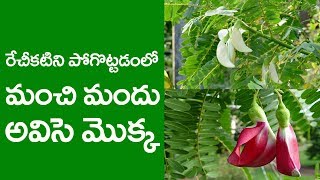 Uses of avisa (Sesbania grandiflora ) tree  | అవిసె చెట్టు యొక్క ఉపయోగాలు | Navat Tv