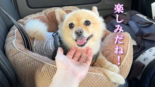 家族とのお出かけが嬉しいポメラニアンのポメくん