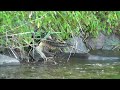 River Otter vs Snapping Turtle (warning...disturbing content)