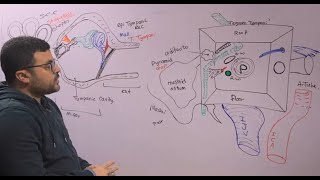 anatomy of ear