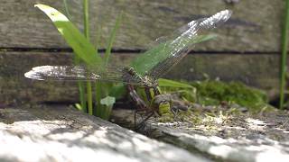 Southern Hawker Dragonfly at Tyland Barn