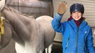 伸びた冬毛を抜きましょう　shedding the winter coat of my horse