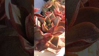 echeveria#succulent #plants #다육식물 #echeveria #肉质植物 #shorts