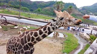 ☆癒し動画：Healing Video☆アミメキリン：Reticulated Giraffe☆アドベンチャーワールド：Adventure World