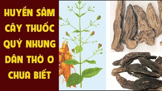 Tác Dụng Huyền Sâm Giải Độc Tiêu Viêm || Dược Liệu Hoà Bình