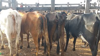 Feira de vaca leiteira em Dois Riachos Alagoas. Última Feira do ano 31/12/2024#nordeste