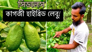 বারোমাসি সিডলেস লেবু চাষ করে সফলতা | কাগজী হাইব্রিড লেবু চাষ