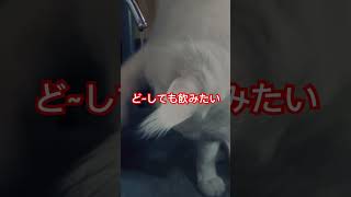 蛇口のお水を要求したけど……全く飲めてない笑笑 #猫おもしろ動画 #catlover #水遊び猫