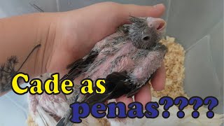 Calopsitas sem Penas