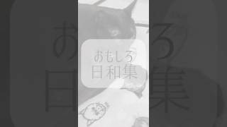 おもしろ黒猫集 #猫のいる暮らし #猫 #猫動画 #shorts