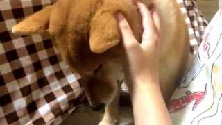 遊び疲れておすわりしたまま寝てしまう、柴犬の子犬どんぐり And fall asleep while sitting tired play, puppy Shiba Inu Donguri