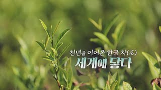 [조선영상비전] 천년을 이어온 한국 차(茶), 세계에 닿다