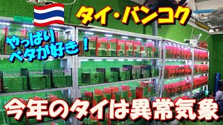 【ベタ飼育 364】今年のタイは乾季に雨が降る異常気象。そんな中、いつものおばちゃんのショップに寄ってみます。 皆さん、チャトチャ動画も飽きてきたでしょうから、短縮版でいきます！