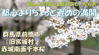 （群馬・前橋）赤城南面千本桜　都心よりちょっと遅めの満開　 - Akagi South Side Thousand Cherry Blossoms In Gunma Maebashi Japan.