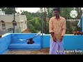 ஓவர் அடி கர்ண புறா பந்தயத்தில் பறக்குமா back diving pigeon review