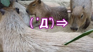 カピバラ劇場　皆幸せ　CAPYBARA　Everyone can be happy