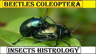 Beetles Coleoptera  | insects histrology