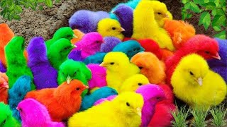 Tangkap Ayam Lucu,Ayam Warna Warni,Ayam rainbow,Ayam Pelangi, Bebek,kucing,Kelinci,Dunia Hewan Lucu