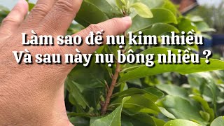 Làm sao để cây mai nụ kim nhiều sau này nụ bông nhiều // 19-5 âl
