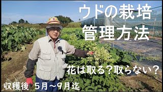 ウドの栽培と管理方法【５月～９月】【栄養を貯めて力強い株にする大切な時期です】2022年5月28日　9月28日