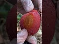 Oddly Satisfying Fresh PERSIMMON Fruit🥭🥭Cutting In My Farm | How To Cut Fruit In My Farm #shorts