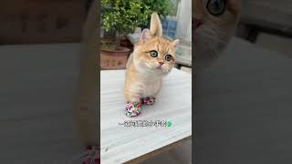 【#雪球日记】难道这就是隔代亲?谁懂! #小奶猫 #蓝氏猫粮#甜甜圈粮#猫粮推荐#曼基康矮脚