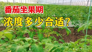 番茄坐果期的肥料管理，浓度多少合适？水培种植要求更严格！【付老师种植技术团队官方频道】