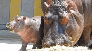 【激カワ】カバの赤ちゃん一般公開デビュー♪とべ動物園にて